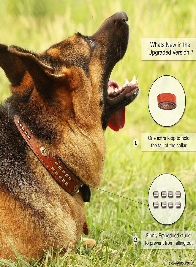 Skora Dog Leather Collar with Designer Studs,Tan Color-Small - Image 3